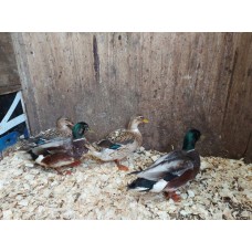 Miniature Appleyard Ducks